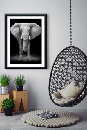 1 10779 Mr Poster Affisch Roimba Elefant Djur Natur.jpg