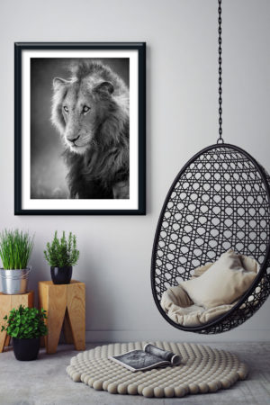 1 11038 Mr Poster Affisch Simba Lejon Djur Natur Kopia.jpg