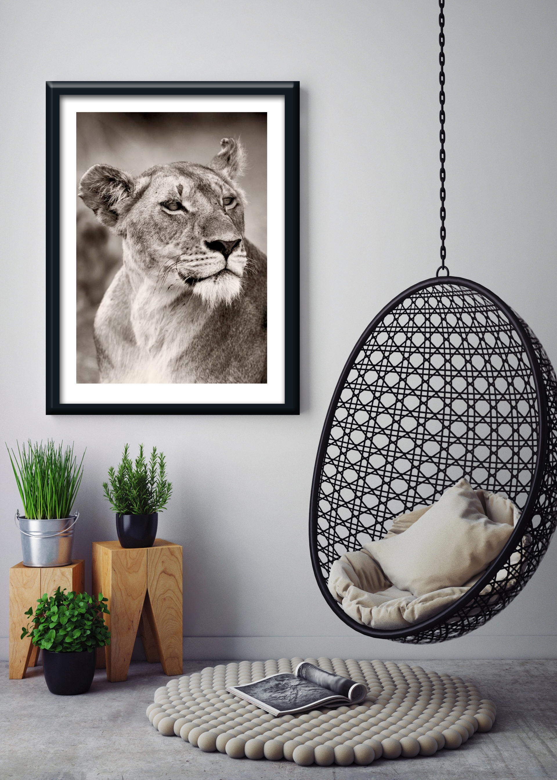 1 11060 Mr Poster Affisch Leijona Lejon Djur Natur Kopia.jpg