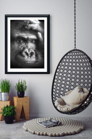 1 11178 Mr Poster Affisch Kwita Gorilla Djur Natur Kopia.jpg