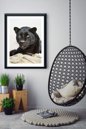 1 11182 Mr Poster Affisch Black Panther Panter Katt Djur Natur Kopia.jpg