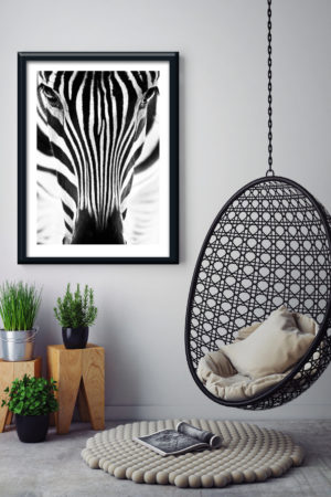 1 11339 Mr Poster Affisch Zebra Djur Natur Kopia.jpg