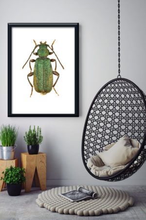 1 12114 Mr Poster Affisch June Bug Skalbagge Insekt Natur Kopia.jpg