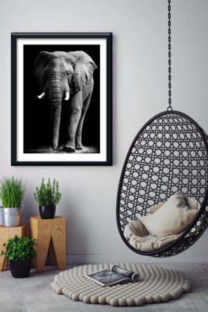 1 12115 Mr Poster Affisch Niaz Elefant Djur Natur Svartvit Kopia.jpg