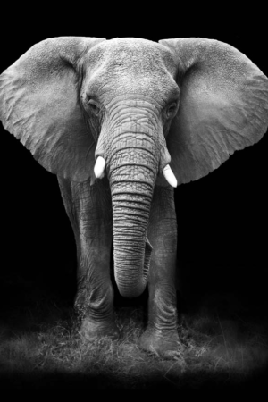 10779 Mr Poster Affisch Roimba Elefant Djur Natur.png