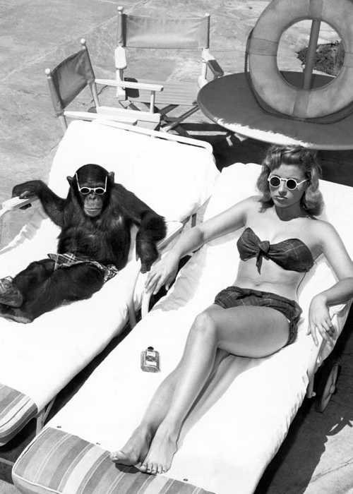 10834 Mr Poster Affisch Get A Tan Retro Vintage Modell Djur Natur.png