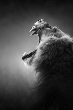 10944 Mr Poster Affisch Roar Lejon Djur Natur.png