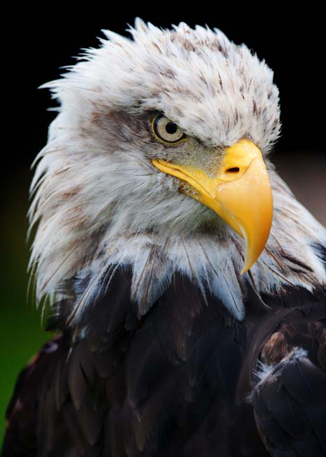 10947 Mr Poster Affisch Aquila Örn Natur Fågel Djur.png
