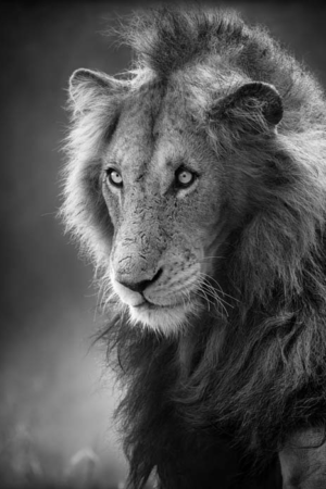 11038 Mr Poster Affisch Simba Lejon Djur Natur.png