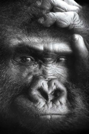 11178 Mr Poster Affisch Kwita Gorilla Djur Natur.png