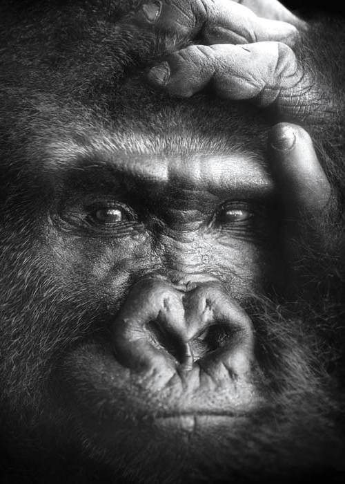11178 Mr Poster Affisch Kwita Gorilla Djur Natur.png