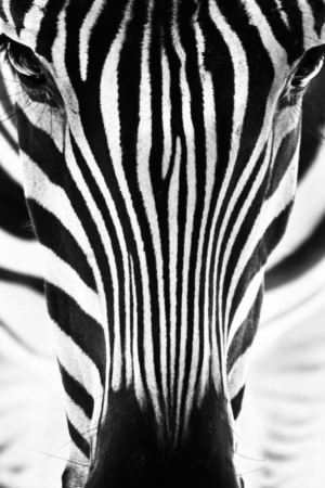 11339 Mr Poster Affisch Zebra Djur Natur.png