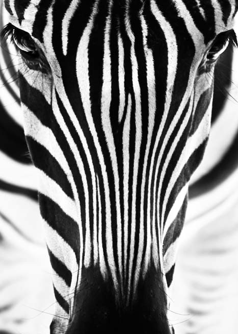 11339 Mr Poster Affisch Zebra Djur Natur.png