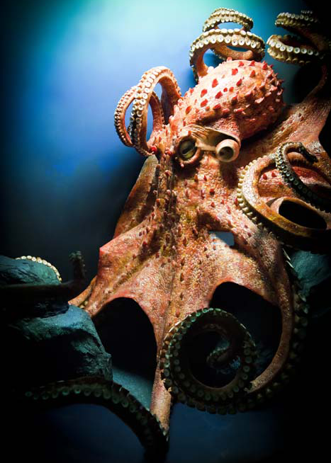 11400 Mr Poster Affisch Octopus Hav Bläckfisk Djur Natur.png
