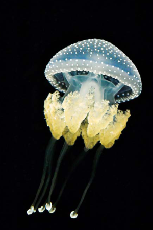 11403 Mr Poster Affisch Jellyfish Hav Manet Djur Natur.png