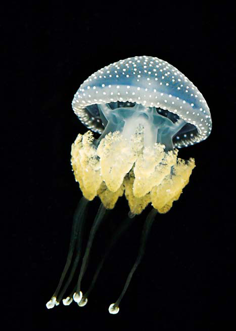 11403 Mr Poster Affisch Jellyfish Hav Manet Djur Natur.png