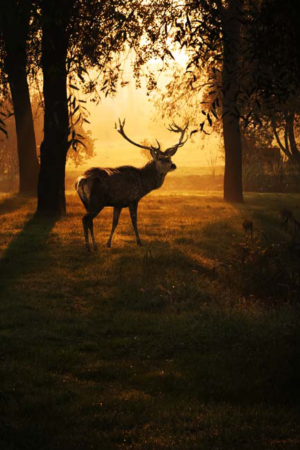 11595 Mr Poster Affisch Oh Deer Hjort Natur Djur.png