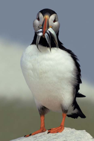 11776 Mr Poster Affisch Puffin Lunnefågel Djur Natur.png