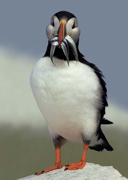 11776 Mr Poster Affisch Puffin Lunnefågel Djur Natur.png