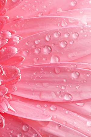 11828 Mr Poster Affisch Gouttes Deau Rose Flower Natur Regndroppe.png
