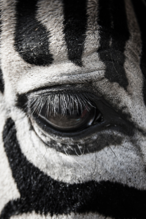 12069 Mr Poster Affisch Zebra Eye Djur Natur.png