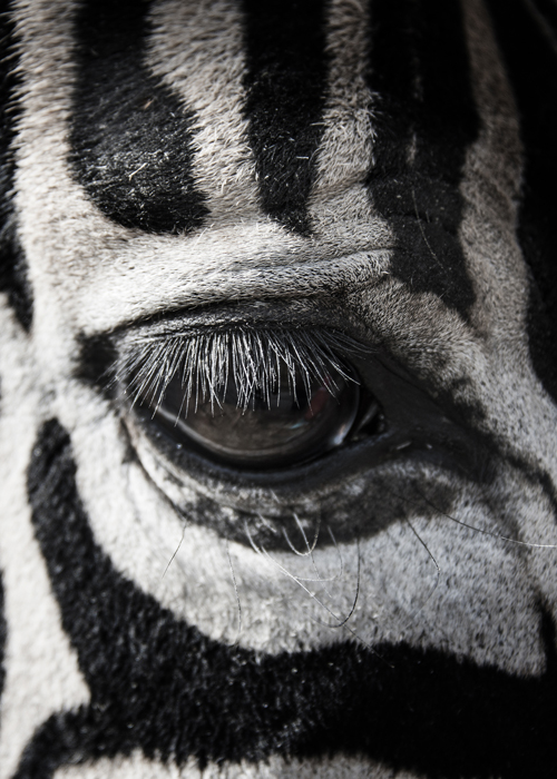 12069 Mr Poster Affisch Zebra Eye Djur Natur.png