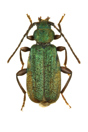 12114 Mr Poster Affisch June Bug Skalbagge Insekt Natur.png