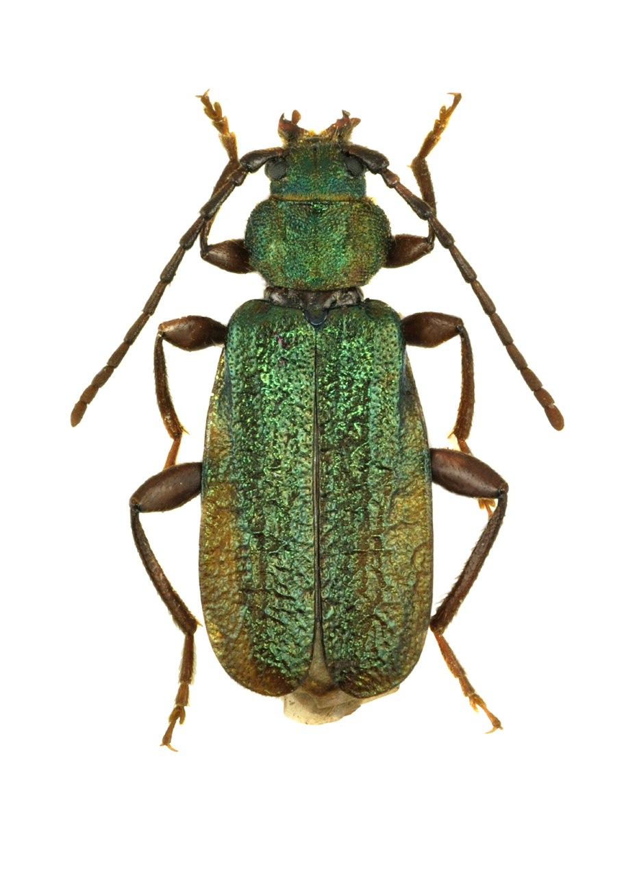 12114 Mr Poster Affisch June Bug Skalbagge Insekt Natur.png