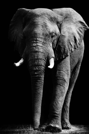 12115 Mr Poster Affisch Niaz Elefant Djur Natur Svartvit.png