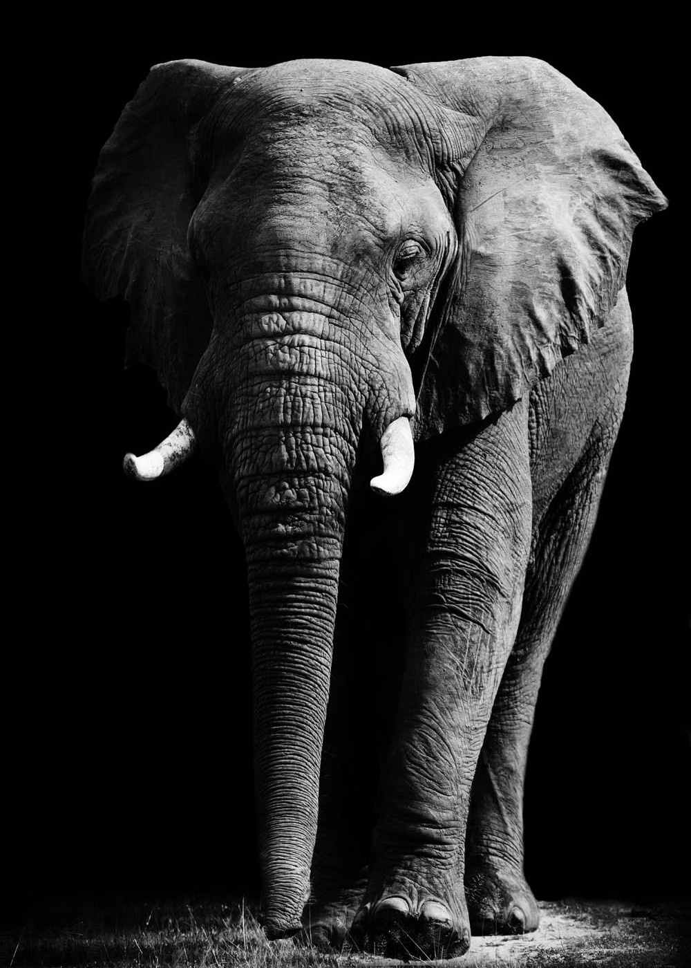 12115 Mr Poster Affisch Niaz Elefant Djur Natur Svartvit.png