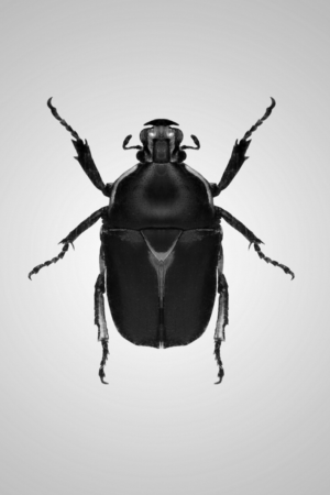12143 Mr Poster Affisch Rene Skalbagge Insekt Natur.png
