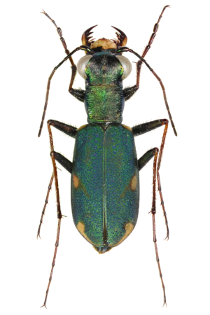 12232 Mr Poster Affisch Fifi Insekt Skalbagge Natur.png
