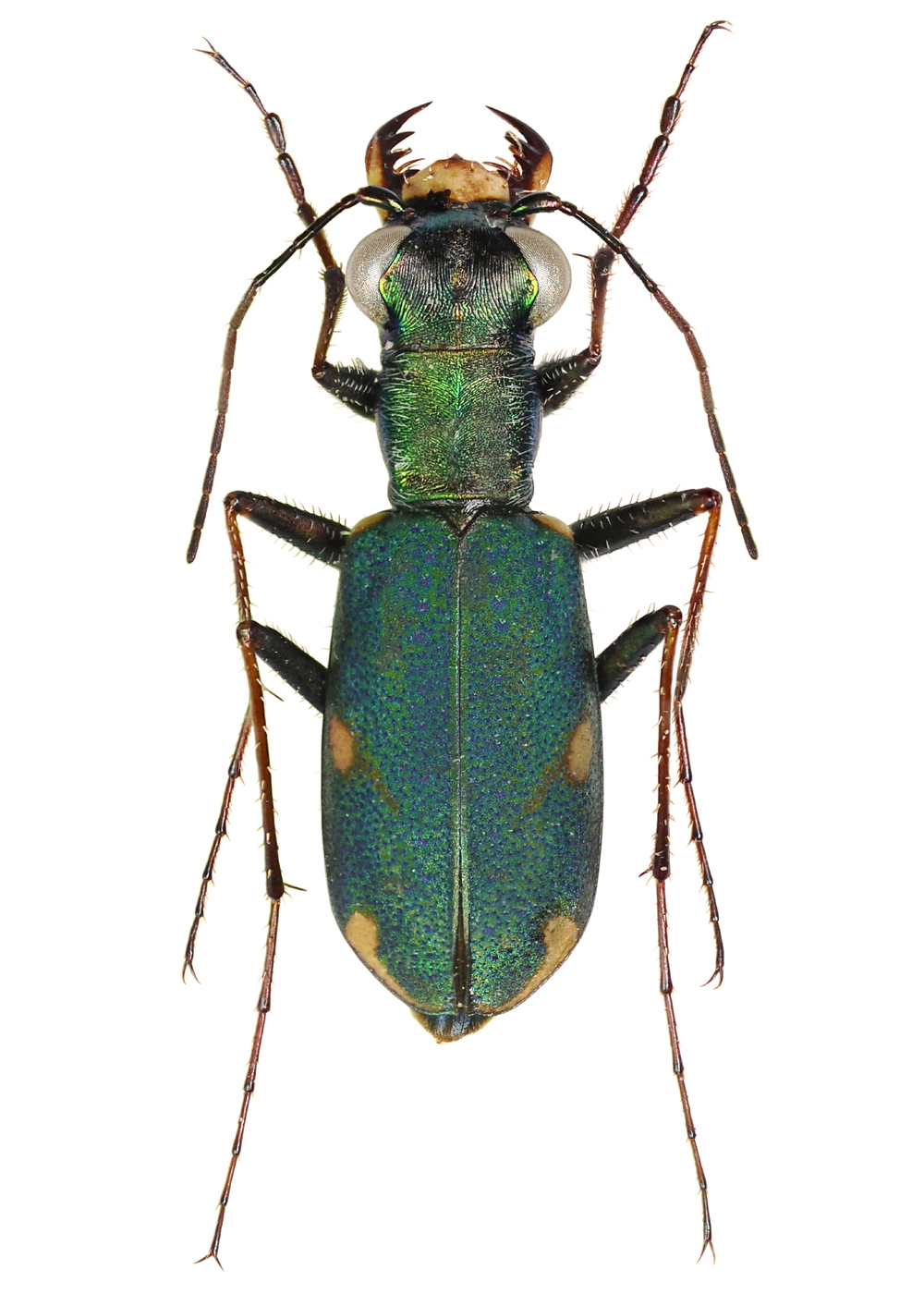 12232 Mr Poster Affisch Fifi Insekt Skalbagge Natur.png